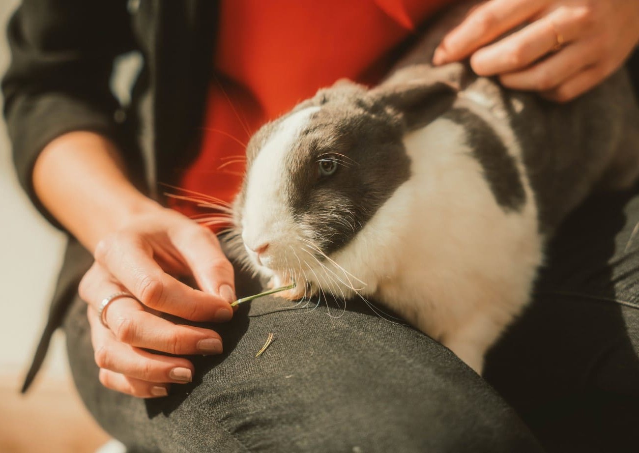 Hase im eigenen Streichelzoo des Hotels Lindenhof