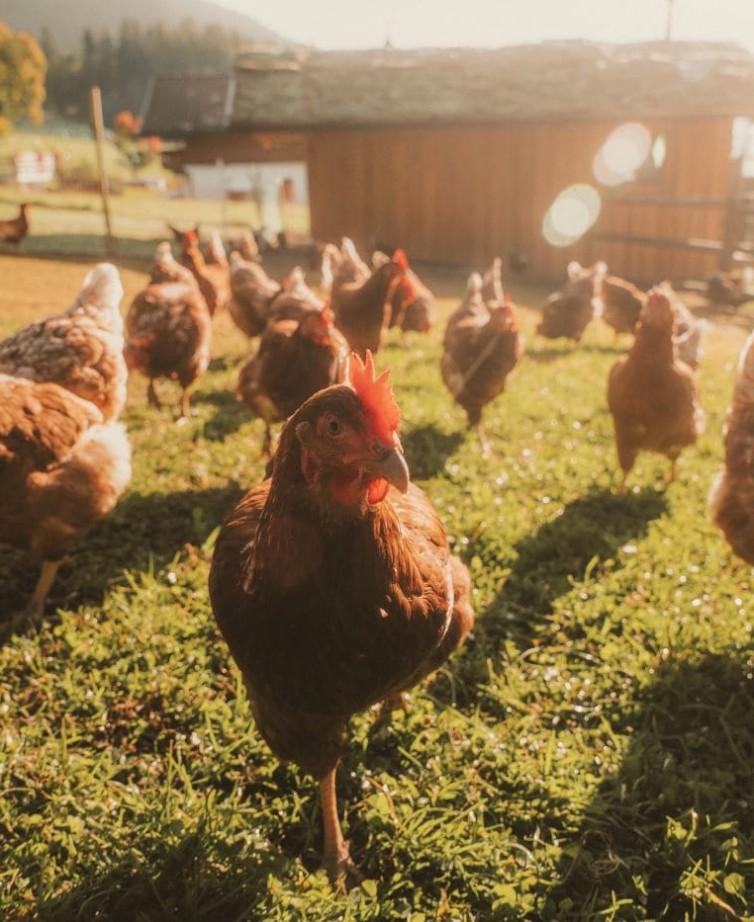Frische Frühstückseier von glücklichen Hühnern