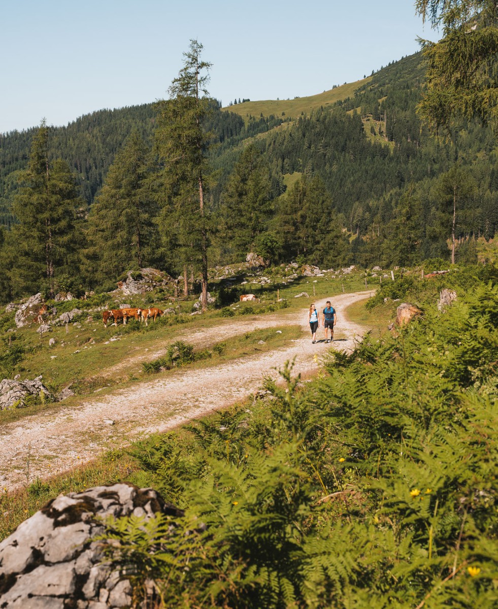 Wanderweg im Alpenvorland mit Dachsteinblick in Ramsau
