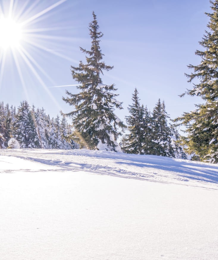 Sun-drenched winter landscape with fir trees