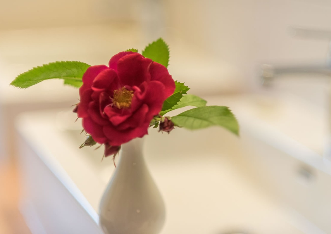 Flower in the Lindenhof